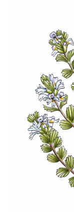 Květina | Serafin byliny